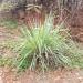 Cymbopogon citratusLemongrass Social Enterprise Essential Oil