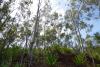 Eucalyptus_citriodora_Essential_Oil_Anarres 176kb 
