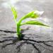 a small green plants sprouts out of dry cracked ground