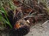 Oil: Palm, Refined, ethically sourced