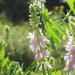 Galega officinalis (Goat's Rue) Galega officinalis (Goat's Rue)