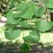 Ginkgo biloba leaves detail