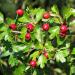 Hawthorn Berries whole, Certified Organic 