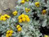 Helichrysum aka Everlasting aka Immortelle African