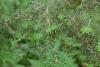 Hydrosol: Hemlock Spruce True Hydrosol, Canada