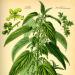 Illustration of stinging nettle by Otto Wilhelm Thomé (1885)