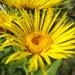 Elecampane (Inula helenium) flower, photographed in Ottawa, Ontario in 2019