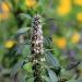 Flower of plant Leonurus cardiaca from Botanical Garden of Charles University in