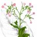 Nicotiana Plate from book 1880-1883? Flora de Filipinas