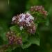 Oregano Origanum vulgare from Thane, India