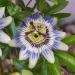 Passiflora caerulea flower