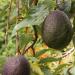 persea americana fruit on the tree