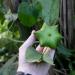 A hand holds the fruit of Plukenetia volubilis
