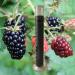 Blackberries in a range of ripeness, in West Hartford, Connecticut