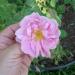 Hand holding a pink Rosa damascena trigintipetala for Cream Face Wash