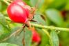 Oil: Rosehip Extra Virgin Unrefined, Certified Organically Grown