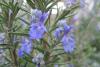 rosemary