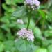 Ruhland, Grenzstraße 3, Pfefferminze (Mentha × piperita), Blüten am Trieb, Somme