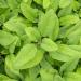 Salvia officinalis in Botanical garden in Cardaillac, Lot, France