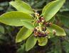 Flower Water: Sandalwood