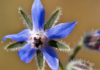 Borage_oil_Anarres