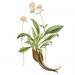 Illustration of Nardostachys grandiflora Curtis's botanical magazine