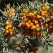 Sea-buckthorn leaves, thorns, and berries