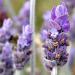 Lavender Social Enterprise Essential Oil