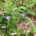 Skullcap ORG, tea bag cut, sold by the gram