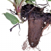 Comfrey Root, Symphytum officinale
