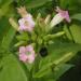 Pink trumpet flowers of the tobacco plant Nicotiniana tabacum