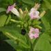 Flowers of the tobacco plant