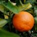 a tangerine and its leaves in a backyard tree