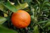 Citrus reticulata blanco var tangerina