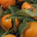 Tangerines_with_leaves_&_stems