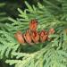 Cedar Leaf and buds used to make Thuja Essential Oil