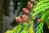Cedar Leaf, Western Red Essential Oil