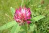 Clover Blossom Red, Certified Organic