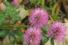 Red Clover_Tops_Whole_Anarres