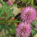 Red Clover_Tops_Whole_Anarres