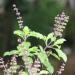 Tulsi or Tulasi or Holy basil plant found in Karnataka India