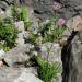 Valerian (Valeriana officinalis) plants growing out of rocks