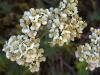 Yarrow Herb & Flower, Certified Organic, Sold by the Gram