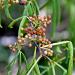 Zanthoxylum armatum in Jardin des Plantes de Toulouse
