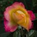 Rose 'Pullman Orient Express' ('Love and Peace') - Russia, Moscow Oblast, Astret