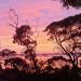  Kangaroo Island Rajeet Photo - Dec 2020