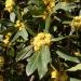 Bay Leaves Laurus nobilis in bloom