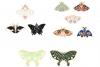  Enamel Butterflies and Moths 4x6