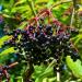 Elderberries Sambucius nigra cluder on the bush