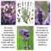 Lavender post